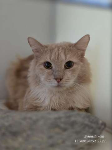 Котик Том Котик Том