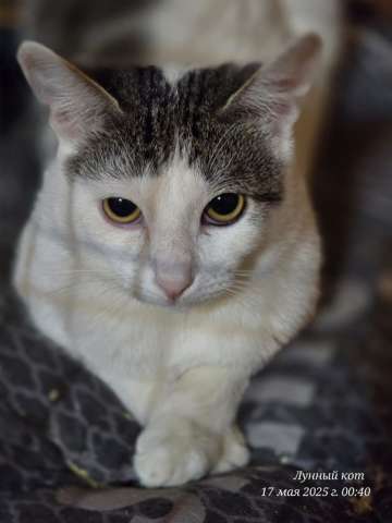 Котик Фокс Котик Фокс