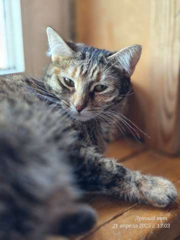 Кошечка Джанни Кошечка Джанни