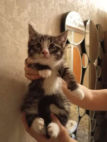 Котенок Кася ищет дом! Котенок Кася ищет дом!