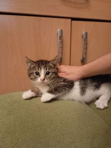 Котенок Мася в добрые руки! Котенок Мася в добрые руки!