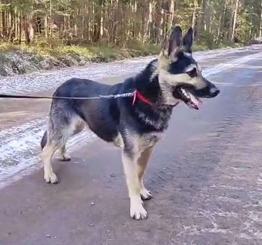 Молодой пёс ВЕО в ответственную семью Молодой пёс ВЕО в ответственную семью