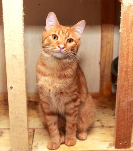 Рыжий Серафим, юный котик в добрые руки. Рыжий Серафим, юный котик в добрые руки.