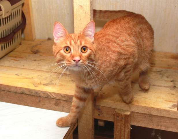 Рыжий Серафим, юный котик в добрые руки. Рыжий Серафим, юный котик в добрые руки.