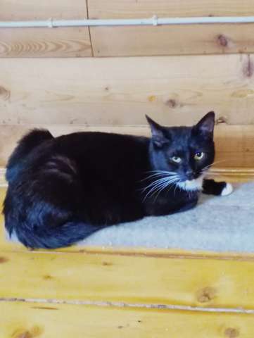 Кошечка Ингрид в добрые руки Кошечка Ингрид в добрые руки