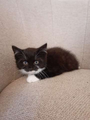 Ищет дом котенок Кузя.