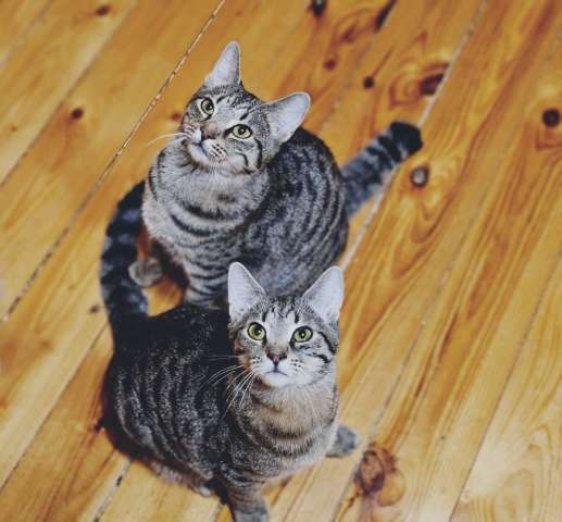 Котики неразлучники Котики неразлучники