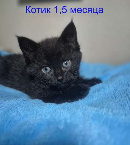 Ласковые и весёлые котята ищут дом! Ласковые и весёлые котята ищут дом!