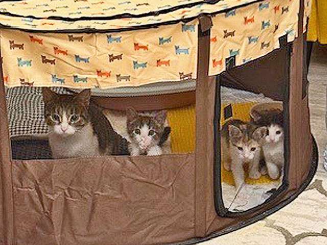 Надоевшие игрушки, три котенка и мама-кошка в добрые руки Надоевшие игрушки, три котенка и мама-кошка в добрые руки