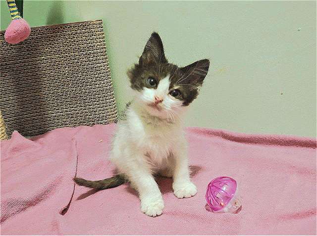 Котенок-карапузик в добрые руки, 1,5 мес Котенок-карапузик в добрые руки, 1,5 мес