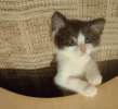 Котенок-карапузик в добрые руки, 1,5 мес