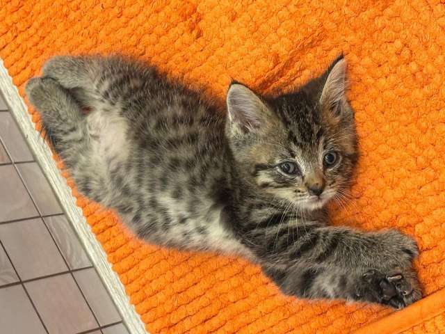 Маленький Тошка, котенок 1,5 мес. В добрые руки. Маленький Тошка, котенок 1,5 мес. В добрые руки.