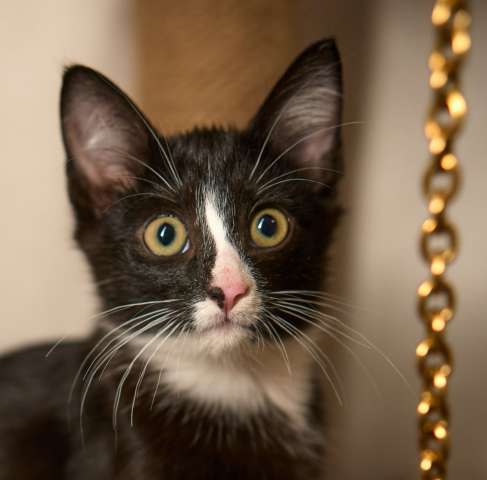 Отдам даром котенка Мушку Отдам даром котенка Мушку