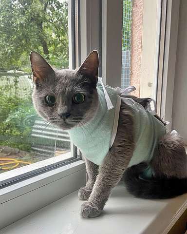 Британская молодая кошечка ищет дом