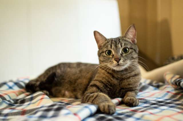 Трогательная кошка Миринда в добрые руки