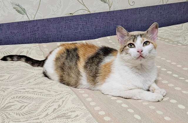 Умная кошечка Дуся в добрые руки Умная кошечка Дуся в добрые руки