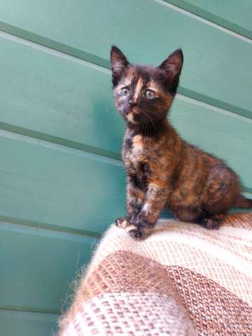 Чудесный котенок 2 месяца в добрые руки. Чудесный котенок 2 месяца в добрые руки.
