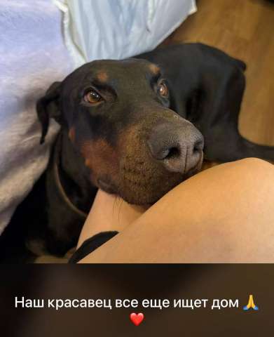 Отдам в добрые руки добермана Отдам в добрые руки добермана