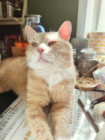 Коту Альберту срочно нужен дом Коту Альберту срочно нужен дом