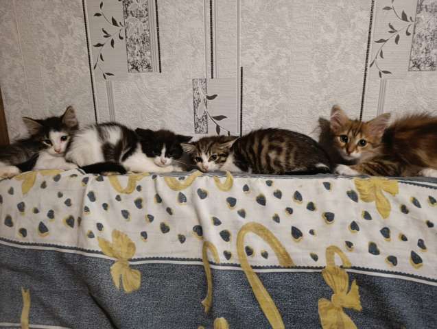 Маленькие котята в добрые руки