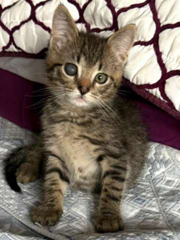 Особенный котёнок Гномик в самые добрые руки Особенный котёнок Гномик в самые добрые руки