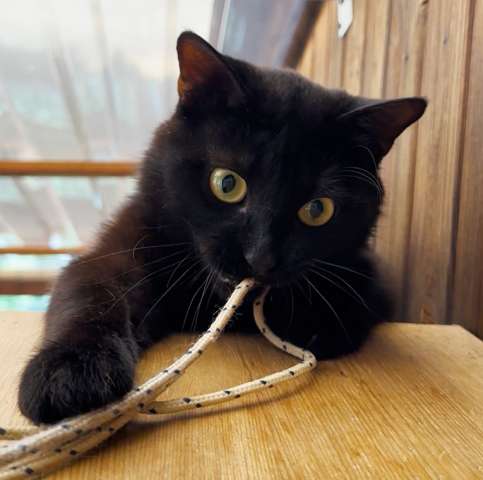 Чёрный добрый кот Сёма в хорошие руки Чёрный добрый кот Сёма в хорошие руки