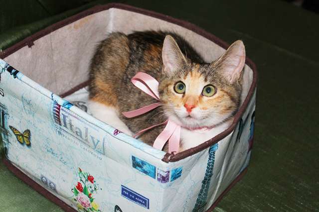 Котенок девочка трехцветная Флора, 2 месяца, ищет дом Котенок девочка трехцветная Флора, 2 месяца, ищет дом