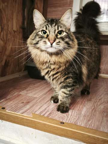 Энергичный крупный кот Марио в большую семью Энергичный крупный кот Марио в большую семью