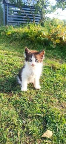 Маленький котёнок Тëма ищет дом
