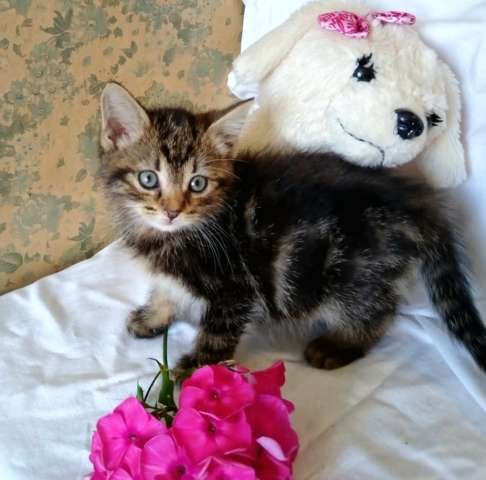 Котенок ищет дом