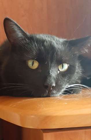 Одинокий кототерапевт желает познакомиться. Одинокий кототерапевт желает познакомиться.