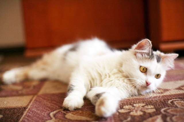 Кошка Маруся ищет дом одним животным. Кошка Маруся ищет дом одним животным.