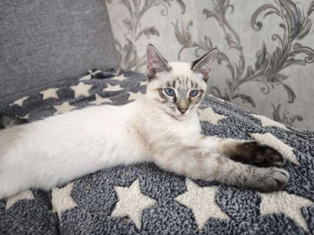 Тайский котенок Пацан в добрые руки Тайский котенок Пацан в добрые руки