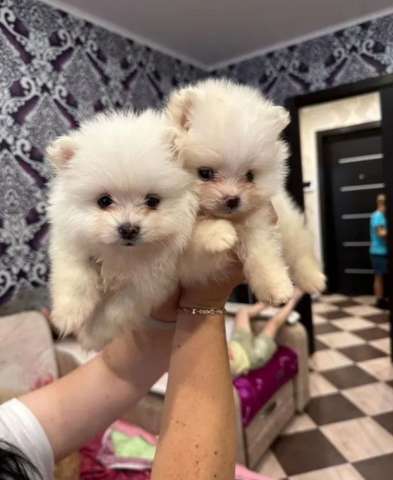 Шпиц миниWhatsApp +79862237916 Шпиц миниWhatsApp +79862237916