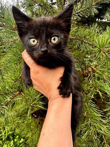 Черный котёнок Вук ищет заботливых хозяев