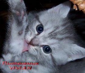 Британские вискасные котята из питомника VIVIAN Британские вискасные котята из питомника VIVIAN