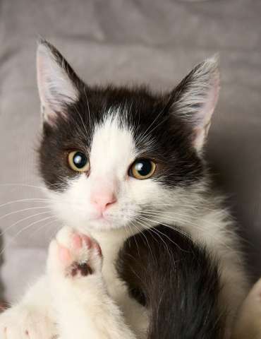 Гордая котеночка Герда в добрые руки Гордая котеночка Герда в добрые руки