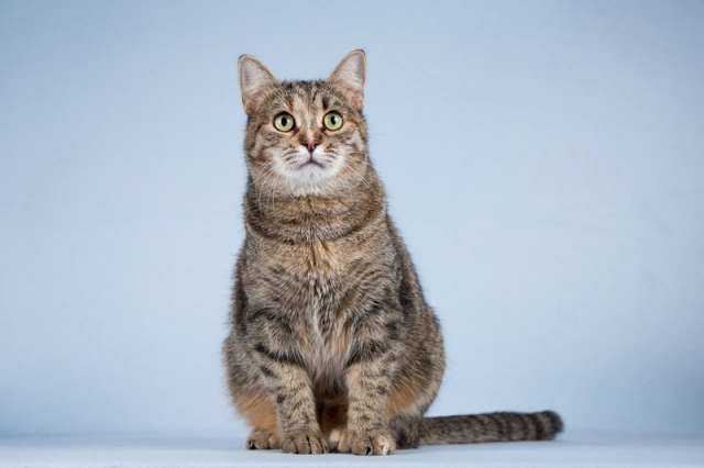 Кошечка Забава очень ждет добрых и заботливых хозяев.  Кошечка Забава очень ждет добрых и заботливых хозяев.