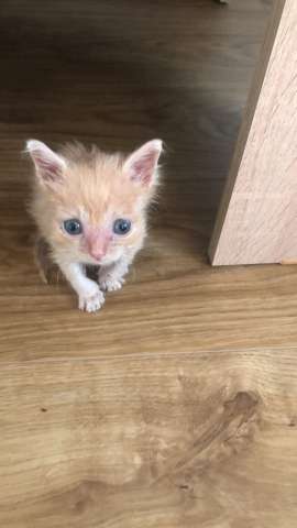 Рыжий котенок в добрые руки Рыжий котенок в добрые руки