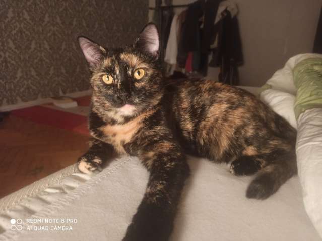 Чешуйчатая черепаха кошка Мила в дар