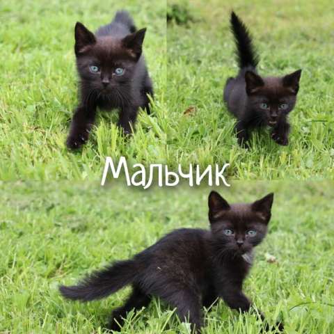 Котята в дар