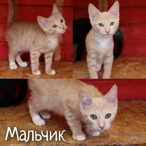 Мальчики котята в дар Мальчики котята в дар