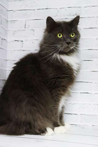 Кот ищет семью