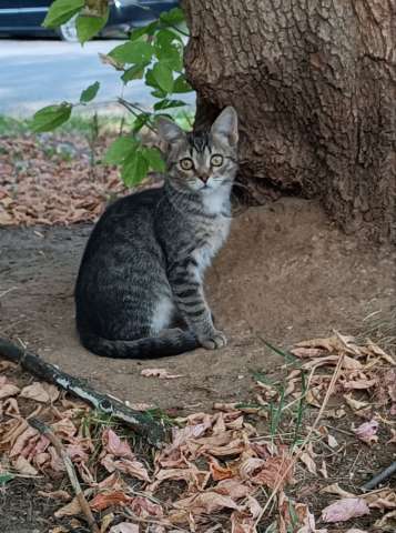 Ищут дом трое котят. Ищут дом трое котят.