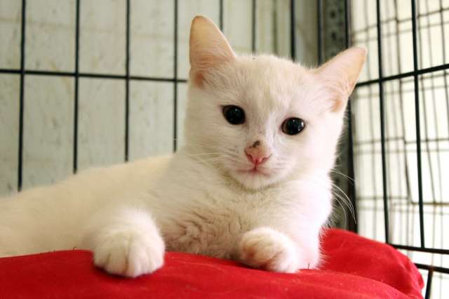 Беленький котёнок ищет дом