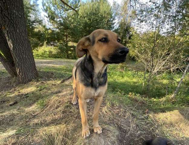 Два очаровательных дворянина и их мама ищут дом Два очаровательных дворянина и их мама ищут дом