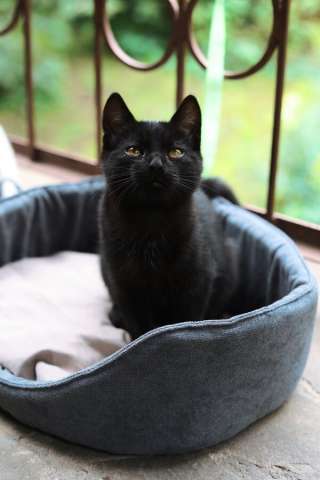 Ищут дом 2 чудесных котенка. Ищут дом 2 чудесных котенка.