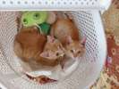 Рыжий котенок ,Лучик ищет дом!