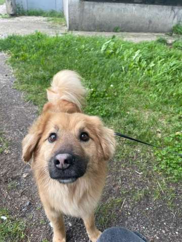 Отдам в добрые руки небольшого песика Тошу