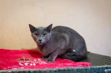 Леня ищет дом Леня ищет дом